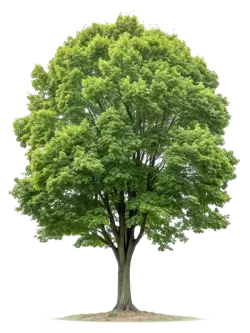 Imagen PNG para descargar